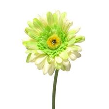 artificial gerbera stems for florists