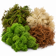 Assorted decorative moss in green, cream and natural brown for floristry, wreath making and crafts