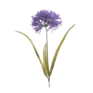 A beautiful Agapanthus stem with purple flower on white background.