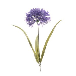 A lovely single agapanthus stem with purple flower on white background.