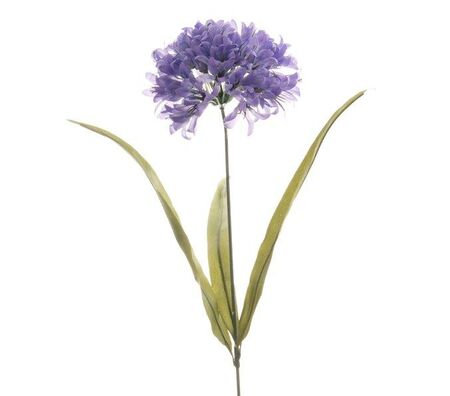 A beautiful Agapanthus stem with purple flower on white background.