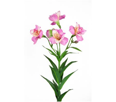 An artificial alstroemeria 4 flowers of Fuchsia colour and 4 buds to each stem with a white background.