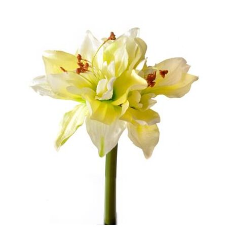 A beautiful realistic fabric amaryllis mixed white and yellow flower with a stem.
