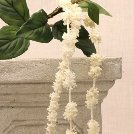 A beautiful hanging Amaranthus white flower and green leaves on stem.