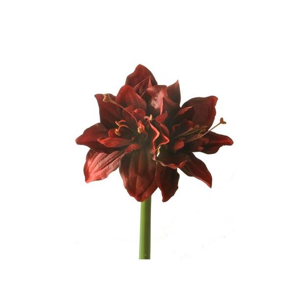 A realistic red fabric amaryllis artificial flower on white background.