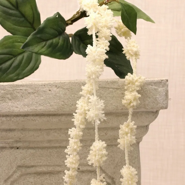A beautiful hanging Amaranthus white flower and green leaves on stem.