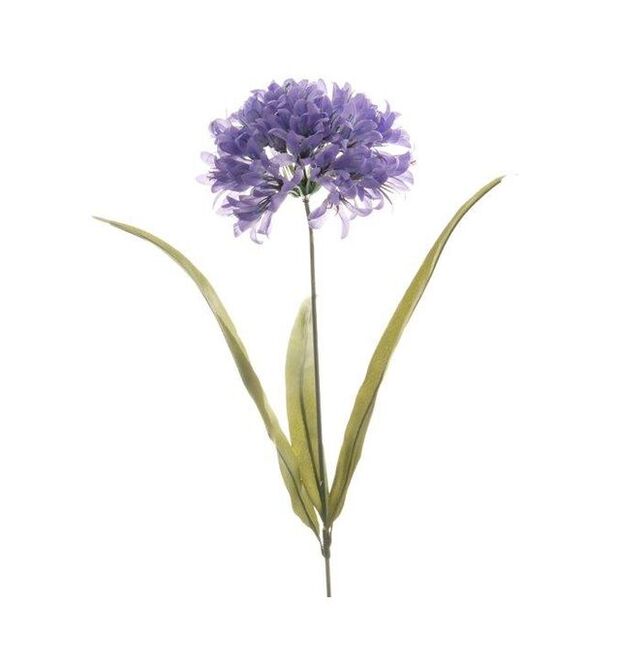 A beautiful Agapanthus stem with purple flower on white background.