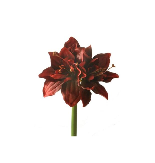 A realistic red fabric amaryllis artificial flower on white background.
