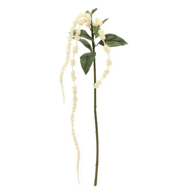 A hanging Amaranthus - white flower with leaves on stem on a white background.