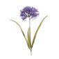 A beautiful Agapanthus stem with purple flower on white background.