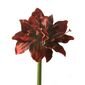 A realistic red fabric amaryllis artificial flower on white background.